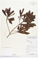 登錄號:BS03121藏品圖，第1張