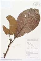 登錄號:BS03123藏品圖，第1張