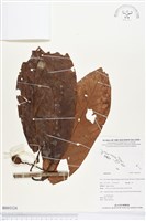 登錄號:BS03124藏品圖，第1張