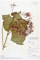 登錄號:BS03125藏品圖，第1張