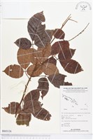 登錄號:BS03126藏品圖，第1張