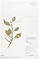 土沉香藏品圖，第1張