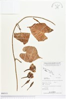 圓萼天茄兒藏品圖，第1張