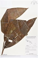 登錄號:BS03134藏品圖，第1張