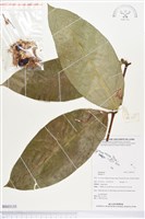 登錄號:BS03135藏品圖，第1張