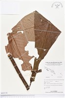 登錄號:BS03136藏品圖，第1張