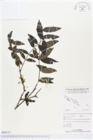 登錄號:BS03137藏品圖，第1張