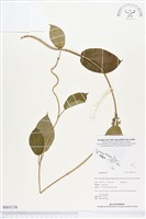 登錄號:BS03138藏品圖，第1張