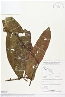 登錄號:BS03139藏品圖，第1張