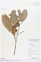 登錄號:BS03140藏品圖，第1張