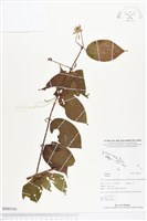 登錄號:BS03141藏品圖，第1張