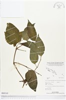 登錄號:BS03145藏品圖，第1張