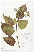 登錄號:BS03146藏品圖，第1張