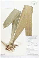 登錄號:BS03148藏品圖，第1張