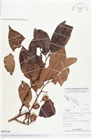 登錄號:BS03149藏品圖，第1張