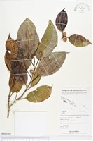 登錄號:BS03150藏品圖，第1張