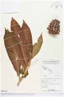 登錄號:BS03151藏品圖，第1張