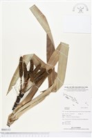 登錄號:BS03152藏品圖，第1張