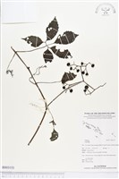 登錄號:BS03153藏品圖，第1張