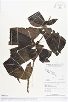 登錄號:BS03154藏品圖，第1張