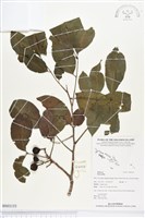 登錄號:BS03155藏品圖，第1張