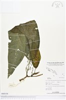 登錄號:BS03156藏品圖，第1張