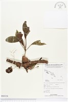 登錄號:BS03158藏品圖，第1張