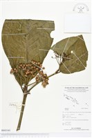 登錄號:BS03161藏品圖，第1張