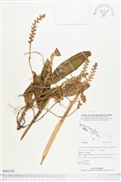 登錄號:BS03162藏品圖，第1張