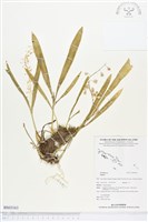 登錄號:BS03163藏品圖，第1張