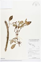 登錄號:BS03165藏品圖，第1張