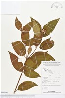 登錄號:BS03166藏品圖，第1張