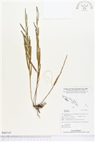 登錄號:BS03167藏品圖，第1張