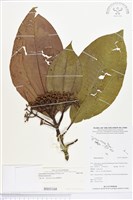 登錄號:BS03168藏品圖，第1張