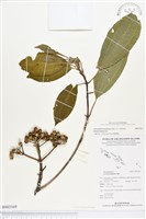 登錄號:BS03169藏品圖，第1張