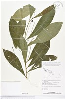 登錄號:BS03170藏品圖，第1張