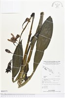 登錄號:BS03171藏品圖，第1張