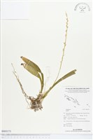 登錄號:BS03173藏品圖，第1張