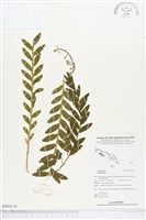 登錄號:BS03174藏品圖，第1張