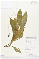 登錄號:BS03175藏品圖，第1張