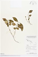 登錄號:BS03176藏品圖，第1張