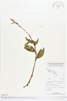 登錄號:BS03177藏品圖，第1張