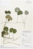 登錄號:BS03178藏品圖，第1張