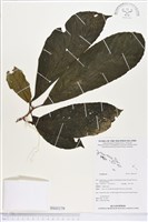 登錄號:BS03179藏品圖，第1張