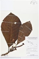 登錄號:BS03180藏品圖，第1張