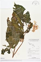 登錄號:BS03181藏品圖，第1張