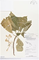 登錄號:BS03183藏品圖，第1張