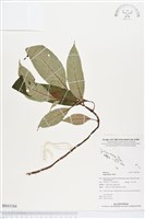 登錄號:BS03184藏品圖，第1張