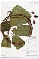 登錄號:BS03186藏品圖，第1張