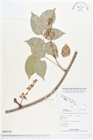 三葉魚藤、臺灣魚藤藏品圖，第1張